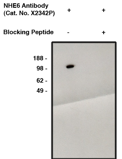Western blot using NHE6 antibody (Cat. No. X2342P) on human brain lysate (Cat. No. X1633C).  Antibody function blocked using specific blocking peptide (Cat. No. X2344B) (right lane only).  Second step mouse anti-rabbit HRP (Cat. No. X1209M) used at 1:75K dilution.